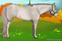 Horse Color:Chocolate Palomino Roan Pearl 