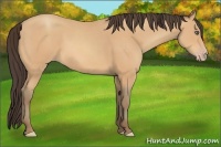 Horse Color:Amber Champagne 