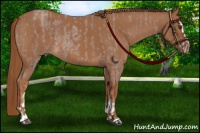 Horse Color:Red Roan and Chestnut Sabino
