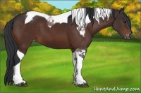 Horse Color:Bay Tobiano Appaloosa