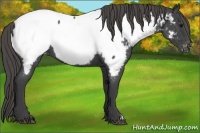 Horse Color:Smoky Blue Roan Appaloosa 