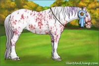 Horse Color:Watercolor White Spotted Bay Appaloosa  and White Spotted Grullo Appaloosa 