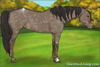 Horse Color:Liver Red Dun Appaloosa 