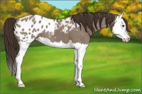 Horse Color:Liver Red Dun Splash Appaloosa Brindle