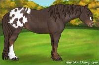 Horse Color:Liver Chestnut Appaloosa