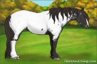 Horse Color:Liver Chestnut Appaloosa 