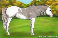 Horse Color:Silver Grullo Sabino Splash Snowcap 