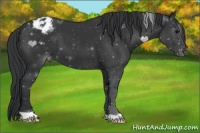 Horse Color:Black Appaloosa 