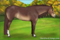 Horse Color:Chocolate Buckskin Sabino Rabicano 