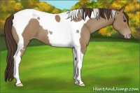 Horse Color:Classic Champagne Tobiano