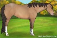 Horse Color:Sable Champagne 