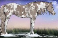 Horse Color:White Spotted Chocolate Silver Grullo 