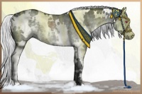 Horse Color:White Spotted Silver Grullo Chinchilla 