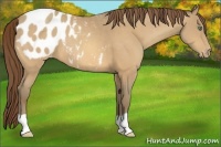 Horse Color:Sable Cream Champagne Appaloosa