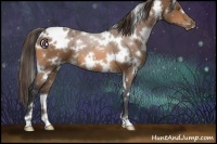 Horse Color:White Spotted Buckskin Appaloosa 