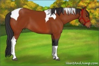 Horse Color:Bay Tobiano 