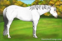 Horse Color:Buckskin Splash Tobiano Frame Rabicano
