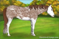 Horse Color:Chestnut Ice Sabino Splash 