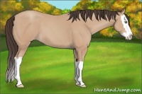 Horse Color:Amber Champagne Sabino Splash