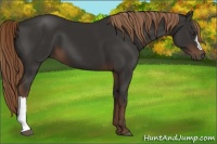 Horse Color:Liver Chestnut 