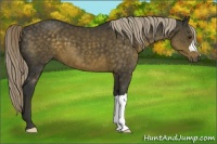 Horse Color:Chocolate Palomino 