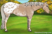 Horse Color:Palomino Ice Appaloosa