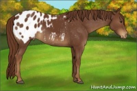 Horse Color:Chestnut Blanket