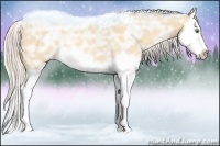 Horse Color:Silver Amber Champagne Ice Dun Splash 