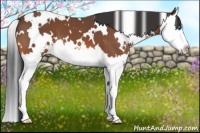 Horse Color:White Spotted Bay Sabino Splash