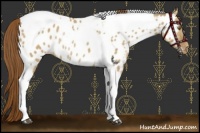 Horse Color:Buckskin Dun Tobiano Appaloosa Rabicano 