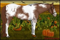 Horse Color:Chestnut Sabino Tobiano Frame Appaloosa Rabicano