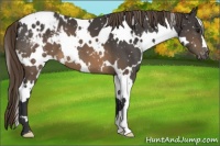 Horse Color:White Spotted Buckskin Appaloosa