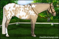 Horse Color:Silver Buckskin Dun Appaloosa 
