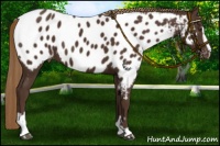 Horse Color:Liver Chestnut Sabino Appaloosa