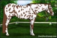 Horse Color:Chestnut Sabino Appaloosa