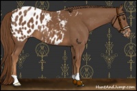 Horse Color:Chestnut Appaloosa 