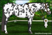 Horse Color:Smoky Black Near Leopard 