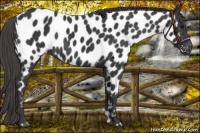 Horse Color:Smoky Black Near Leopard 