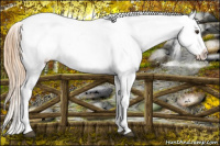 Horse Color:Liver Chestnut Appaloosa 