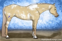 Horse Color:White Spotted Chocolate Palomino Dun Rabicano 