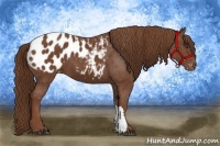 Horse Color:Chestnut Appaloosa 