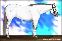 Horse Color:Liver Red Dun Appaloosa 