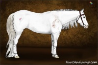 Horse Color:Chestnut Sabino Appaloosa 