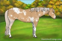 Horse Color:White Spotted Palomino Tobiano