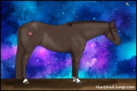Horse Color:Liver Chestnut Rabicano 
