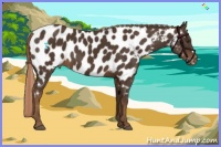 Horse Color:Liver Chestnut Appaloosa