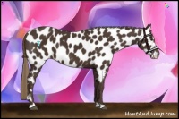 Horse Color:Liver Chestnut Appaloosa