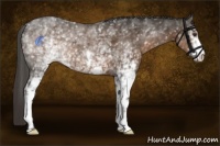 Horse Color:White Spotted Liver Chestnut 
