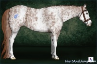 Horse Color:White Spotted Chestnut Ice 