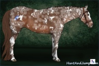Horse Color:White Spotted Liver Chestnut Ice 